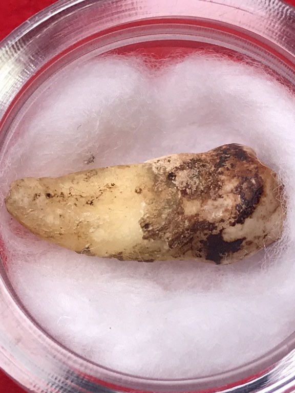 พระทันตธาตุ ครูบากันทา วัดวังจำปา อ.จอมทอง จ.เชียงใหม่ ได้มาจากลุงประสิทธิ์ อดีตนายอำเภอ เวียงหนองล่อง อายุ 74 ปี (บันทึกปี 2566) เล่าว่าได้มา จากพ่ออุดม อายุ 80 ปี ปัจจุบันเสียชีวิตแล้ว โดยได้มาจากอดีตรองเจ้าอาวาสวัดวังจำปา ในขณะนั้นประมาณปี 2537