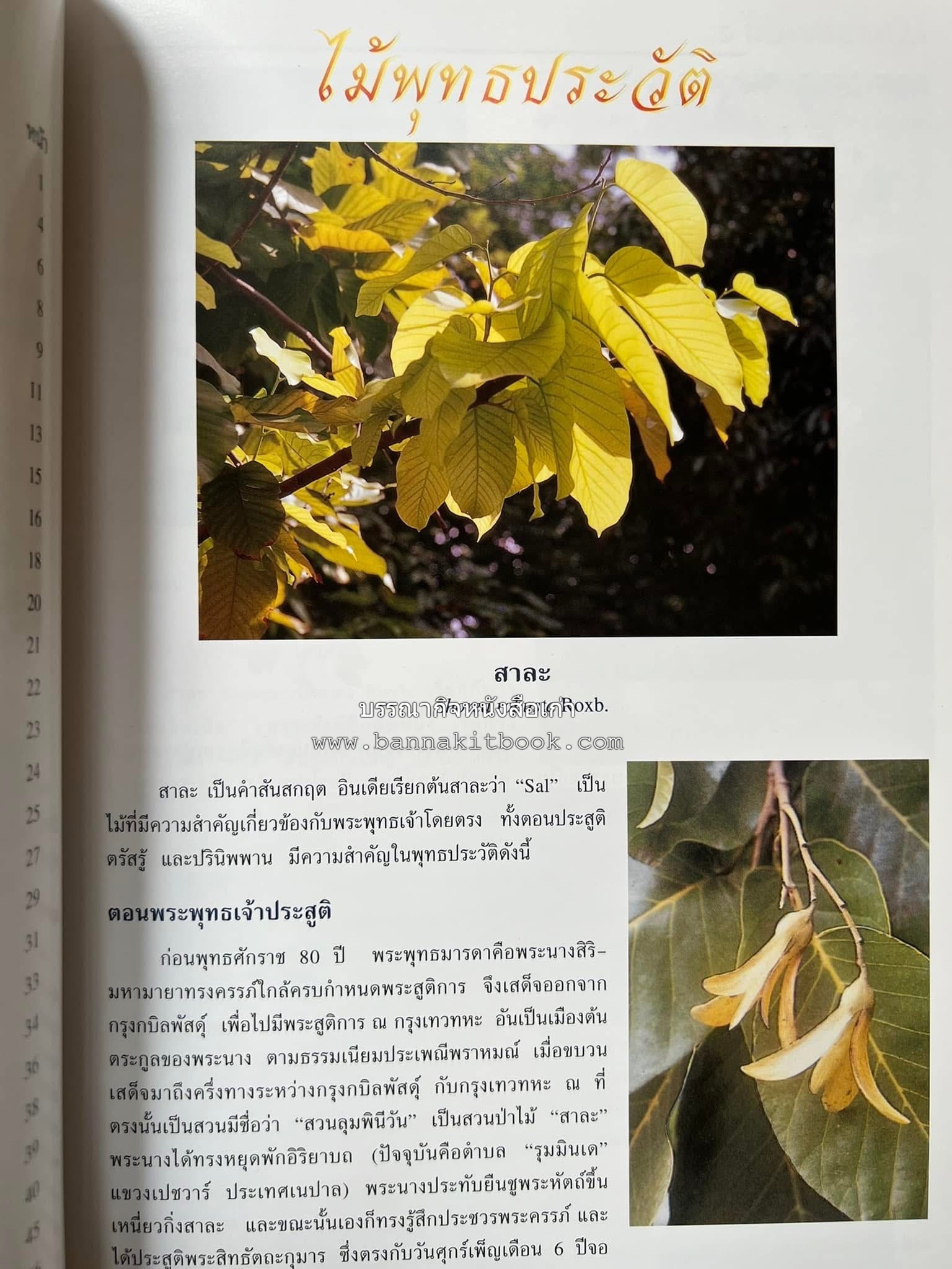 ไม้พุทธประวัติ โดย : ศาสตราจารย์กิตติคุณ ดร.พเยาว์ เหมือนวงษ์ญาติ ราชบัณฑิต ผู้เชี่ยวชาญเภสัชวิทยา และสมุนไพรไทย.