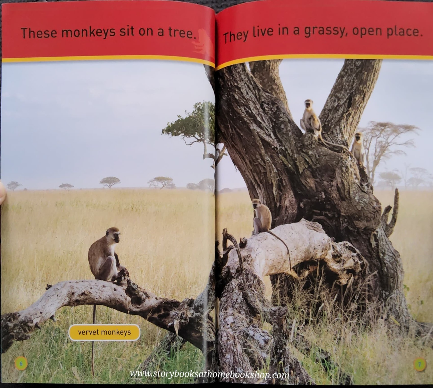 Knowledge Book ** ððNATIONAL GEOGRAPHIC KIDS:HANG ON,MONKEY! LEVEL1