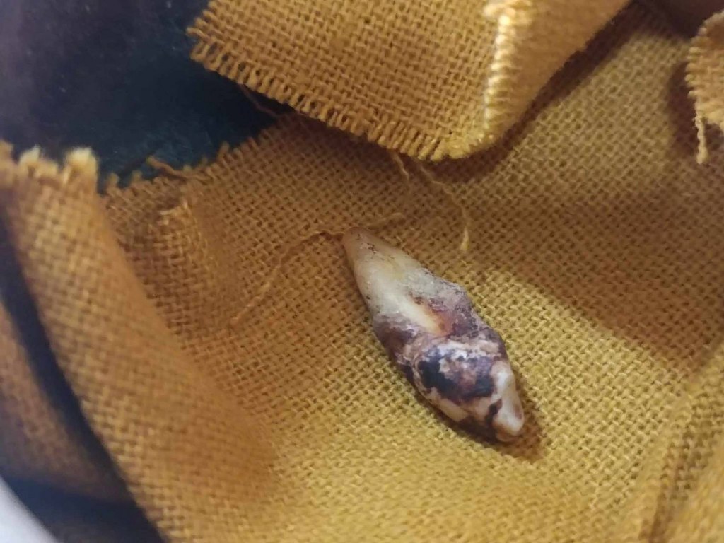 พระทันตธาตุ ครูบาตุ่น วัดเชียงทอง จ.ตาก ได้มาจากคุณวินัย อายุ 84 ปี อดีตนายอำเภอ หลายพื้นที่ คุณวินัยได้พระทันตธาตุเมื่อตอนที่ท่านเป็นนายอำเภอ จ.ตาก ได้มาจากลูกน้องของท่านชื่อ ชาติ มอบให้คุณวินัย คุณชาติเป็นคน จ.ตาก เป็นหลานครูบาตุ่น วัดเชียงของ