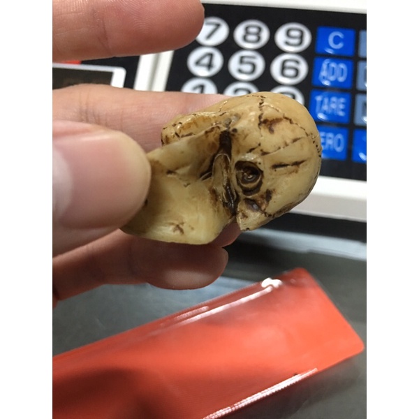 หัวกระโหลก จำลอง งานเรซิ่น ใช้ประกอบฉาก GK Resin Skeleton Skull