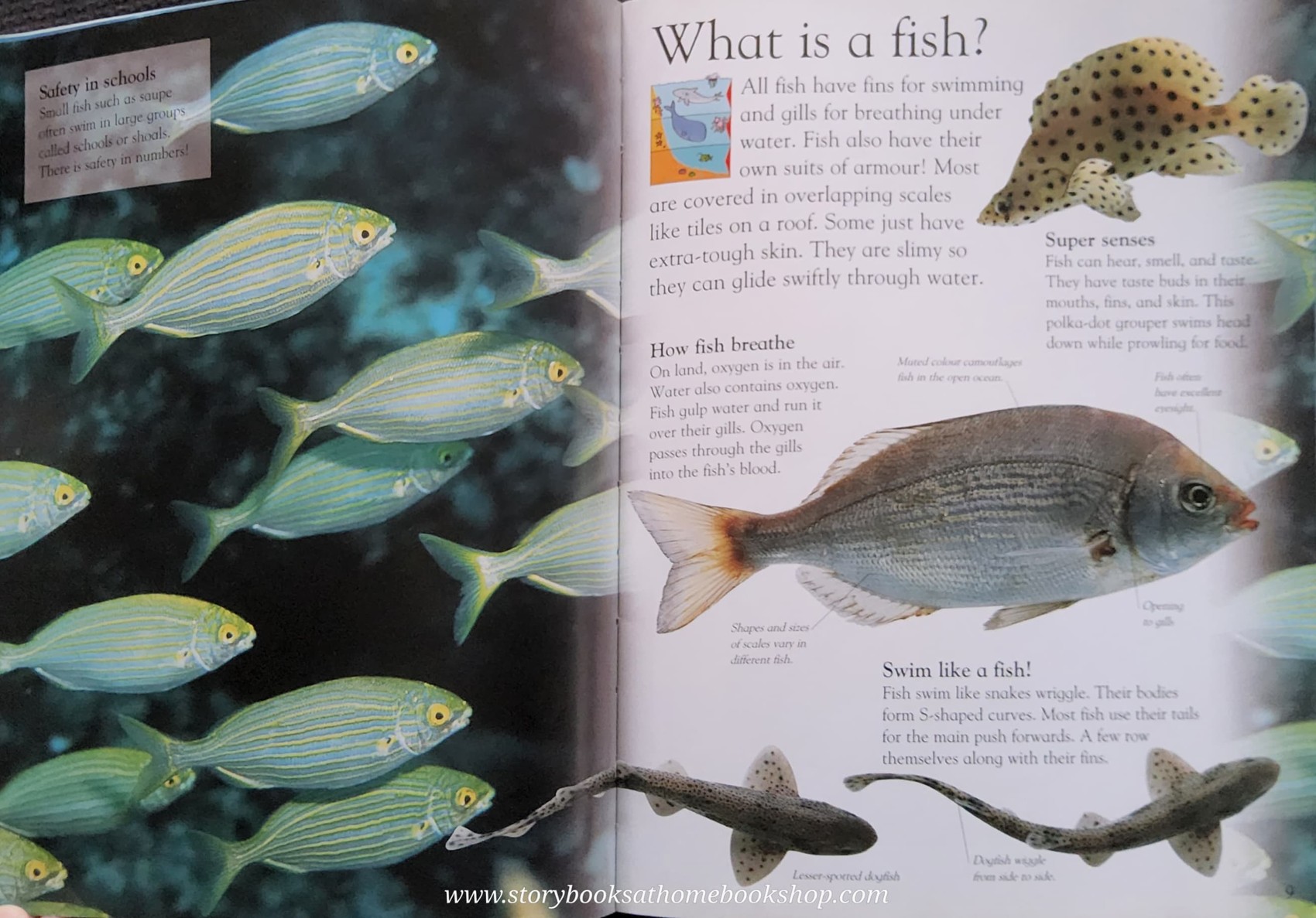 KNOWLEDGE BOOK** 🍅🍓DK EYEWONDER OCEAN ENTER A WORLD OF DISCOVERY