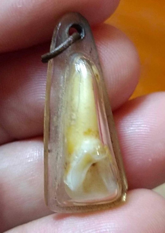 พระทันตธาตุ ครูบาขาวคำปัน วัดผาหนาม ท่านมรณภาพวัดพระธาตุหัวขัว ได้จากพ่อหนานชัยเดช ท่านเป็นคนทุ่งหัวช้าง จ.ลำพูน พ่อหนานชัยเดช ท่านได้รับพระทันตธาตุนี้มา ปี 2538 หลังจากครูบาขาวคำปันมรณภาพ พ่อหนานชัยเดชก็กลับมาอยู่บ้าน อ.ทุ่งหัวช้างจนเสียชีวิตเมื่อ