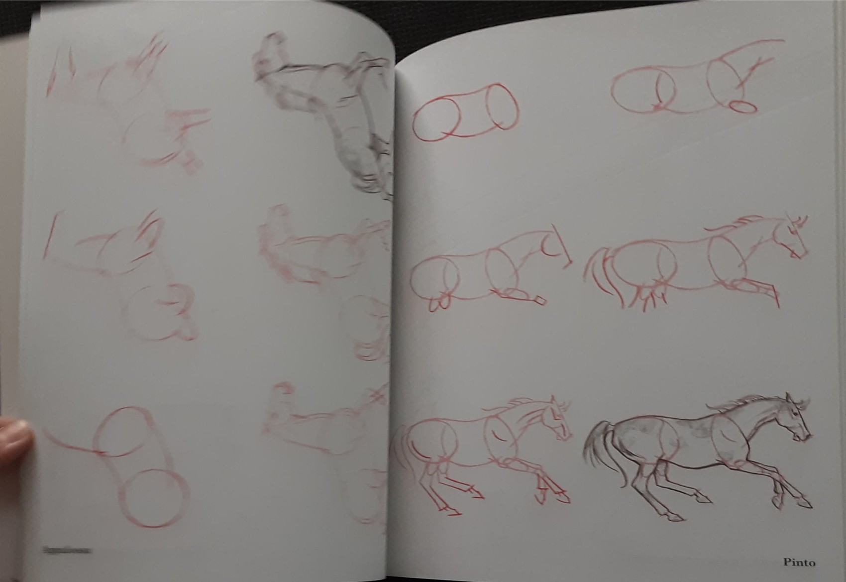 Knowledge Book** 🍅🍓DRAW 50 HORSES