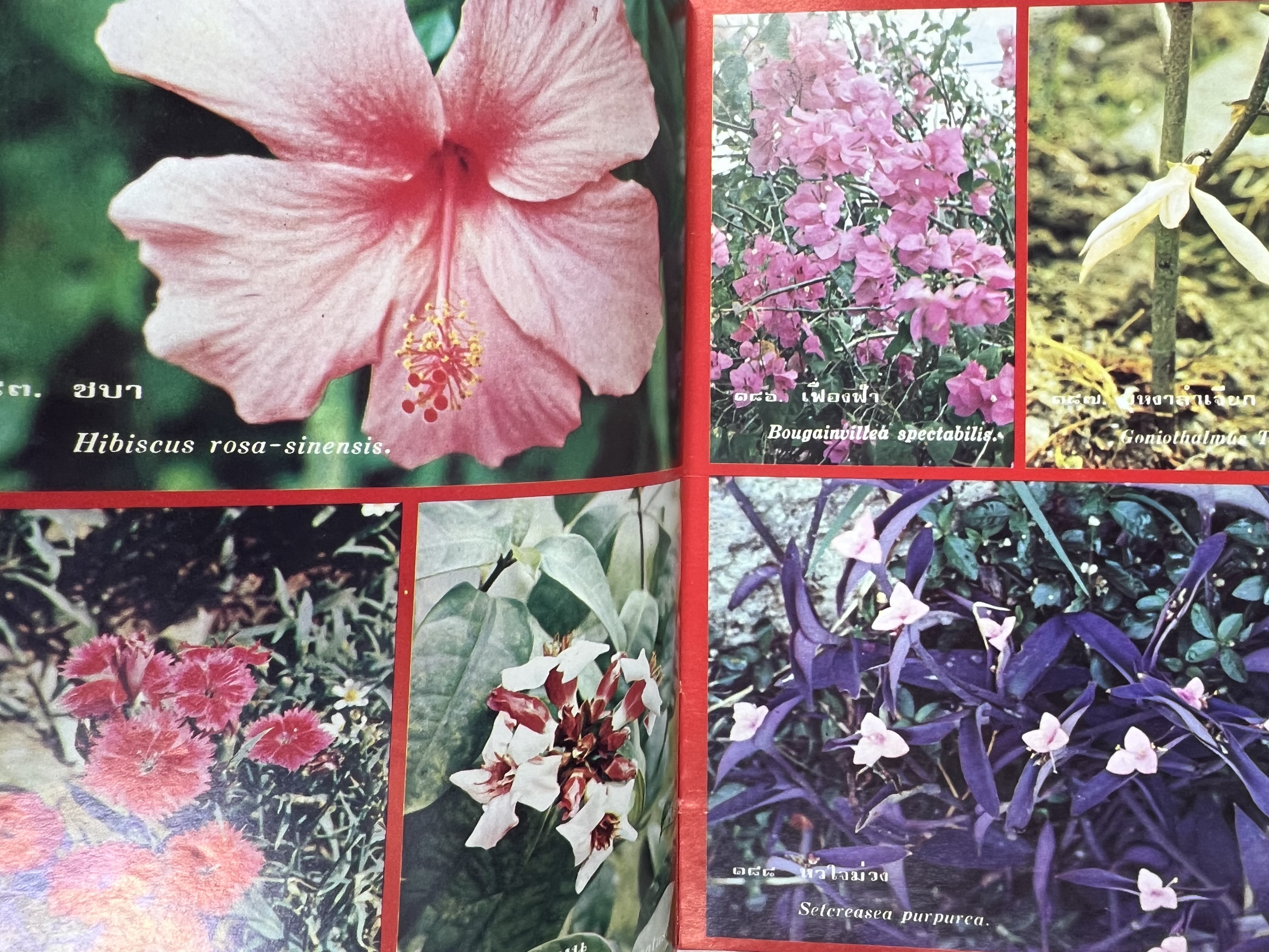 ดอกไม้เมืองไทย ชุดที่ 1-2 : คู่มือรู้จักดอกไม้โดยละเอียด พร้อมภาพสี 140 ภาพ โดย : วิชัย อภัยสุวรรณ (2 เล่มชุด).