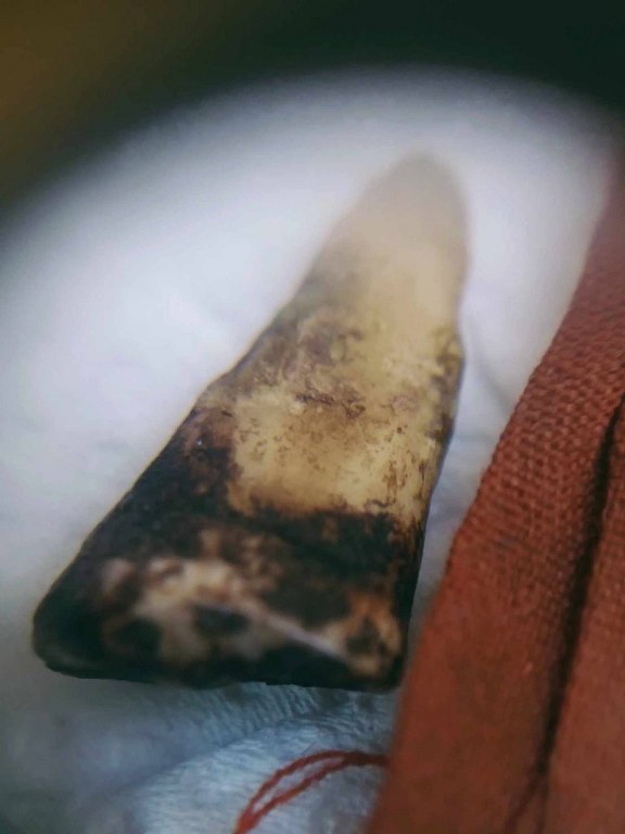 พระทันตธาตุครูบาสองเมือง วัดหล่ายแก้ว อ.บ้านโฮ่ง จ.ลำพูน พระอนันต์ เป็นศิษย์ครูบาสองเมือง ท่านสิ้นชีวิตแล้วเมื่อปี 2539 หากมีชีวิตอยู่ปัจจุบันจะมีอายุ 88 ปี (บันทึก พ.ศ.2566) ได้มอบให้ สจ.บอย อายุ 48 ปี อยู่หมู่บ้านเรือน อ.ป่าซาง จ.ลำพูน