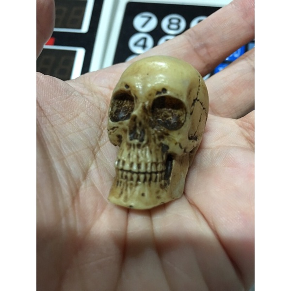 หัวกระโหลก จำลอง งานเรซิ่น ใช้ประกอบฉาก GK Resin Skeleton Skull