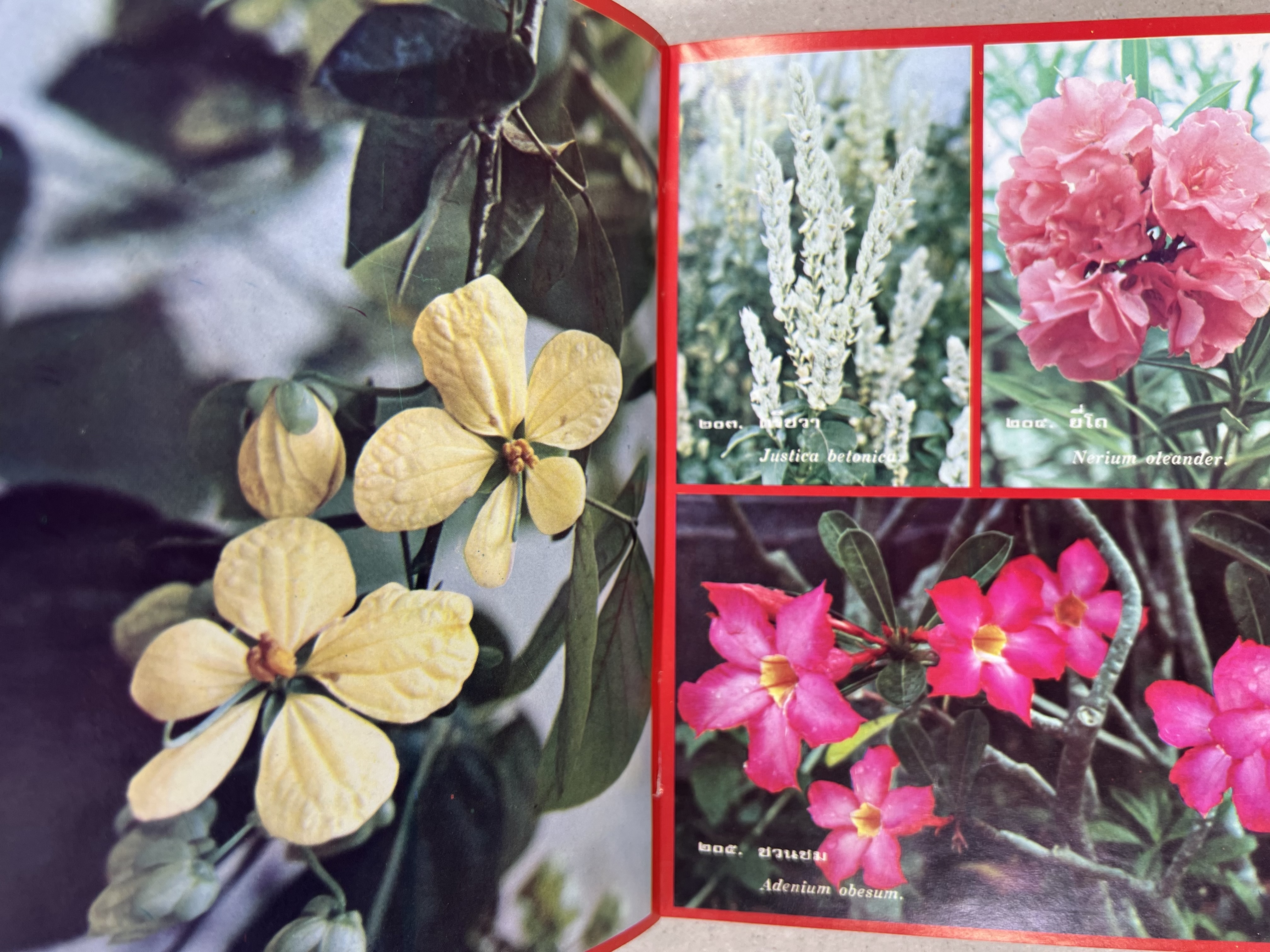 ดอกไม้เมืองไทย ชุดที่ 1-2 : คู่มือรู้จักดอกไม้โดยละเอียด พร้อมภาพสี 140 ภาพ โดย : วิชัย อภัยสุวรรณ (2 เล่มชุด).