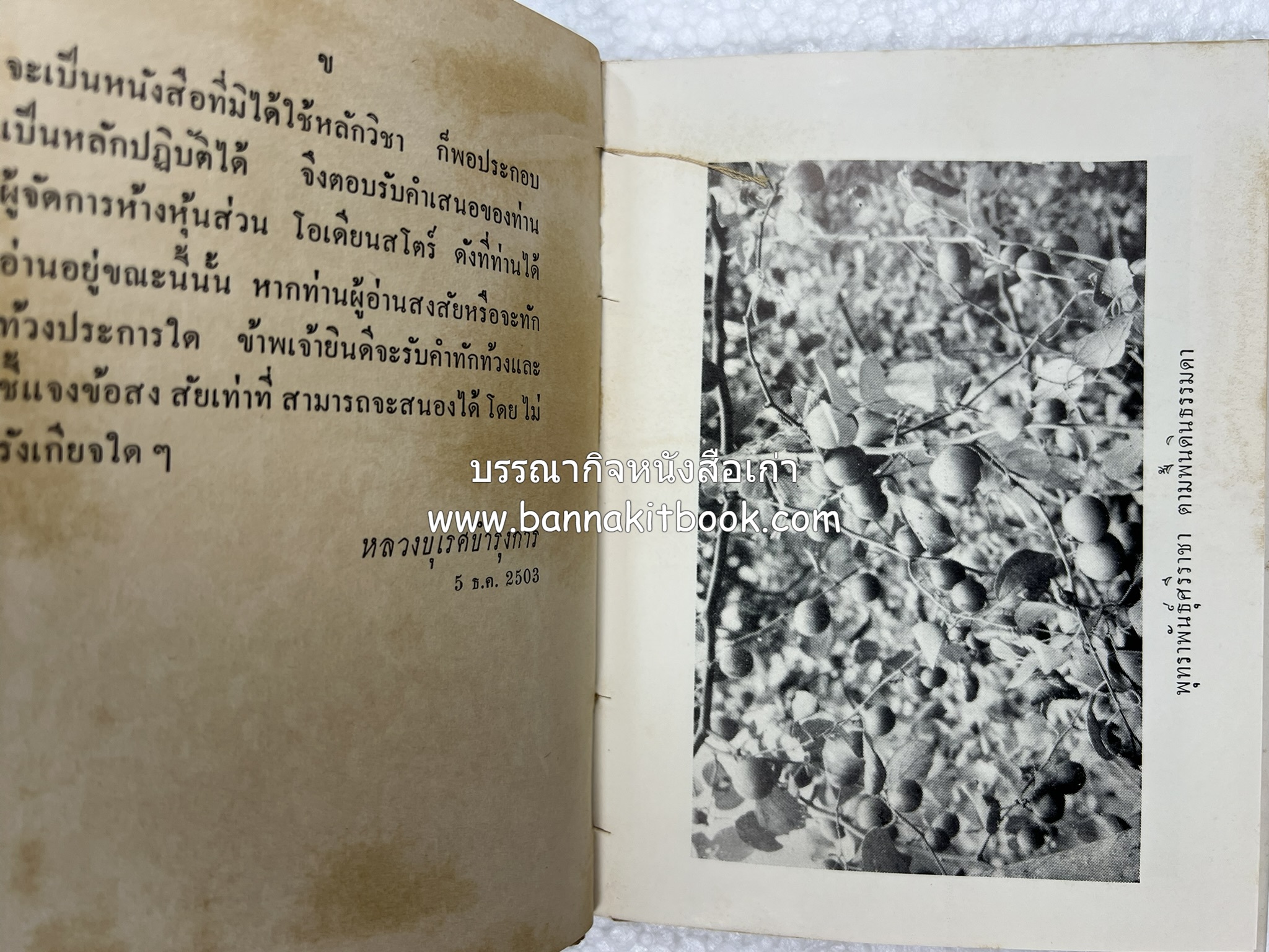 การเพาะปลูกพุทรา ตำราชุดเกษตรกรรม ของ หลวงบุเรศบำรุงการ.