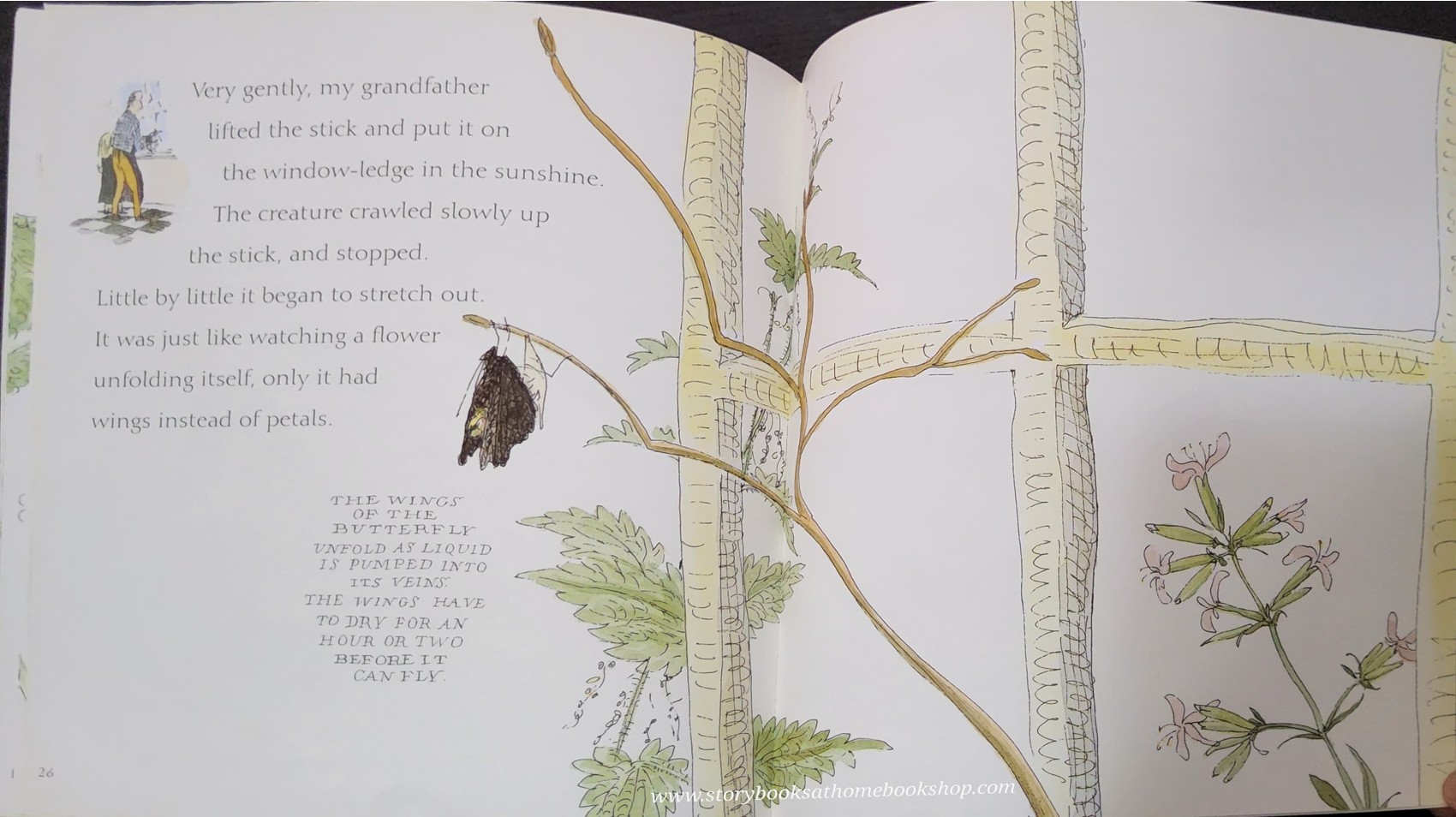 หนังสือนิทานปกอ่อน** 🍅🍓NATURE STORYBOOKS:CATERPILLAR BUTTERFLY BY VIVIAN FRENCH