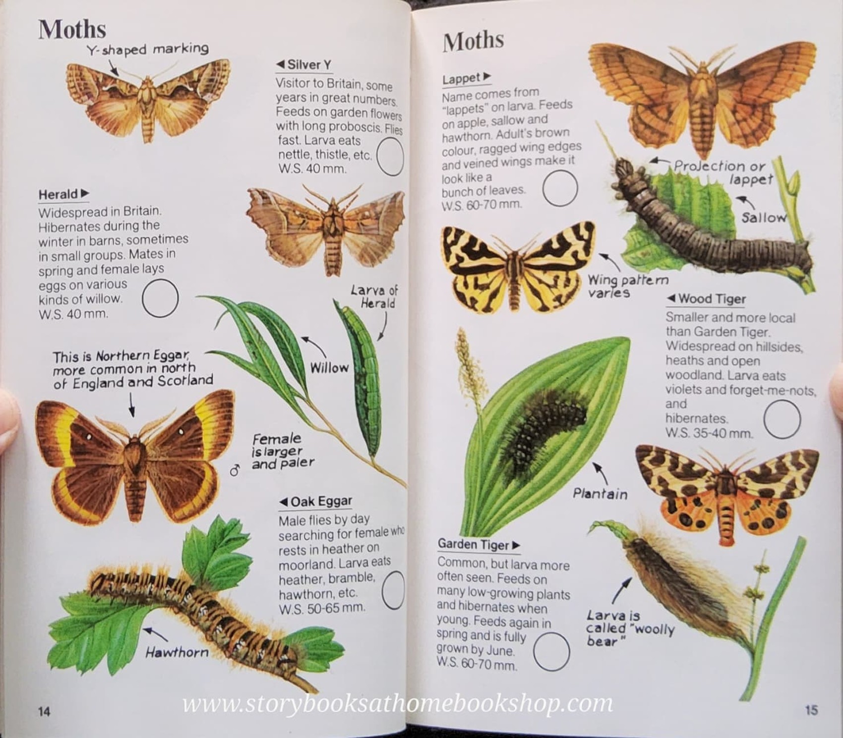 Knowledge Book** ð
ð
USBORNE SPOTTERS GUIDE: INSECT