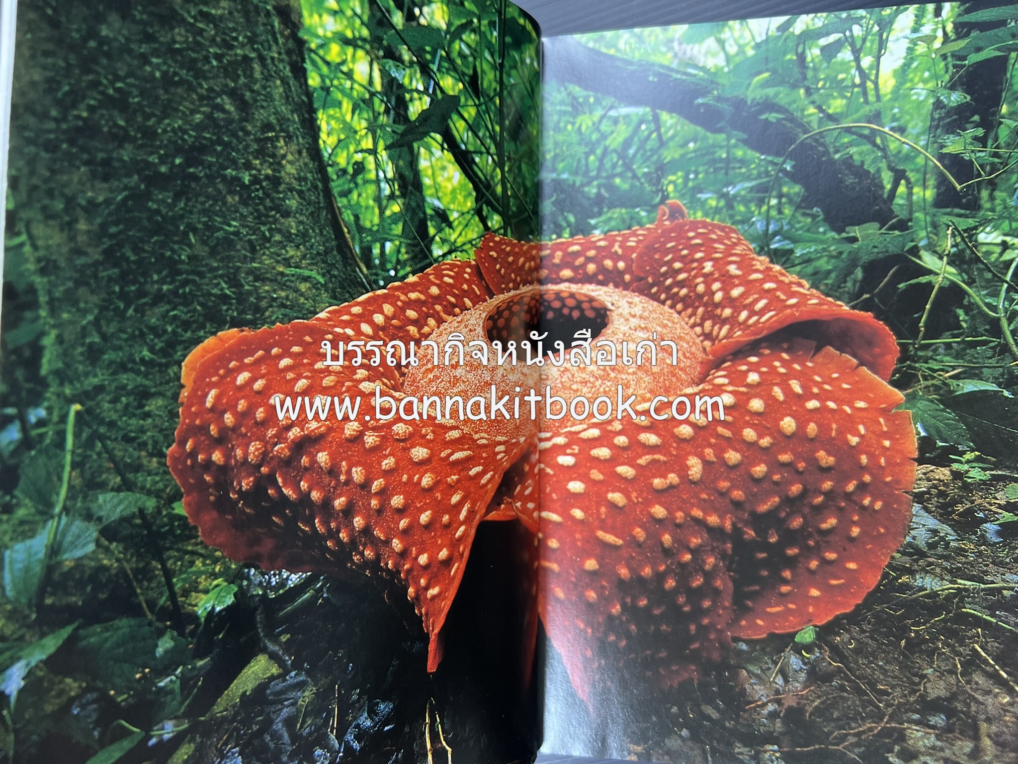 มาเลเซีย : Insight Guides Malasia หนังสือชุดสำนักพิมพ์หน้าต่างสู่โลกกว้าง (Windows on the World).