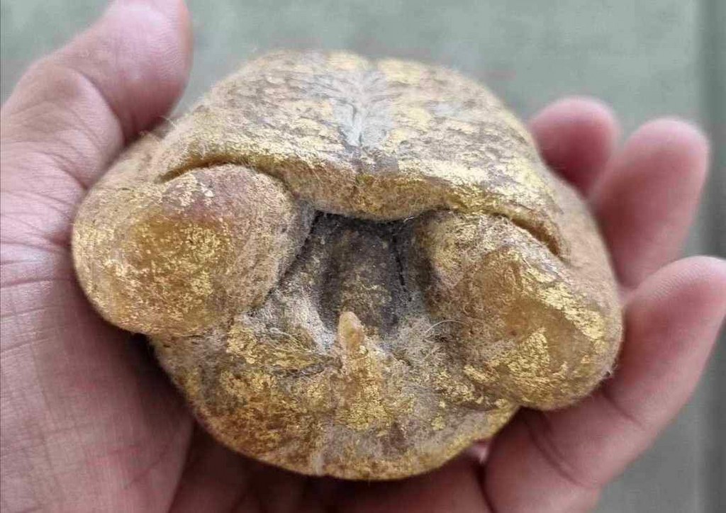 เต่าสำลีี ชุบเทียน ปิดทอง ขนาดบูชา ครูบาชัยยะวงศา วัดพระพุทธบาทห้วยต้ม เจ้าของเดิมชื่ออ้ายชัย อายุ 45 ปี อยู่ อ.บ้านโฮ่ง จ.ลำพูน เคยบวชเป็นพระวัดพระพุทธบาท ห้วยต้มเมื่อปี 2545-2550 อ้ายชัยเล่าว่าท่านได้เช่าต่อจากกะเหรี่ยงลูกศิษย์ครูบาวงศ์