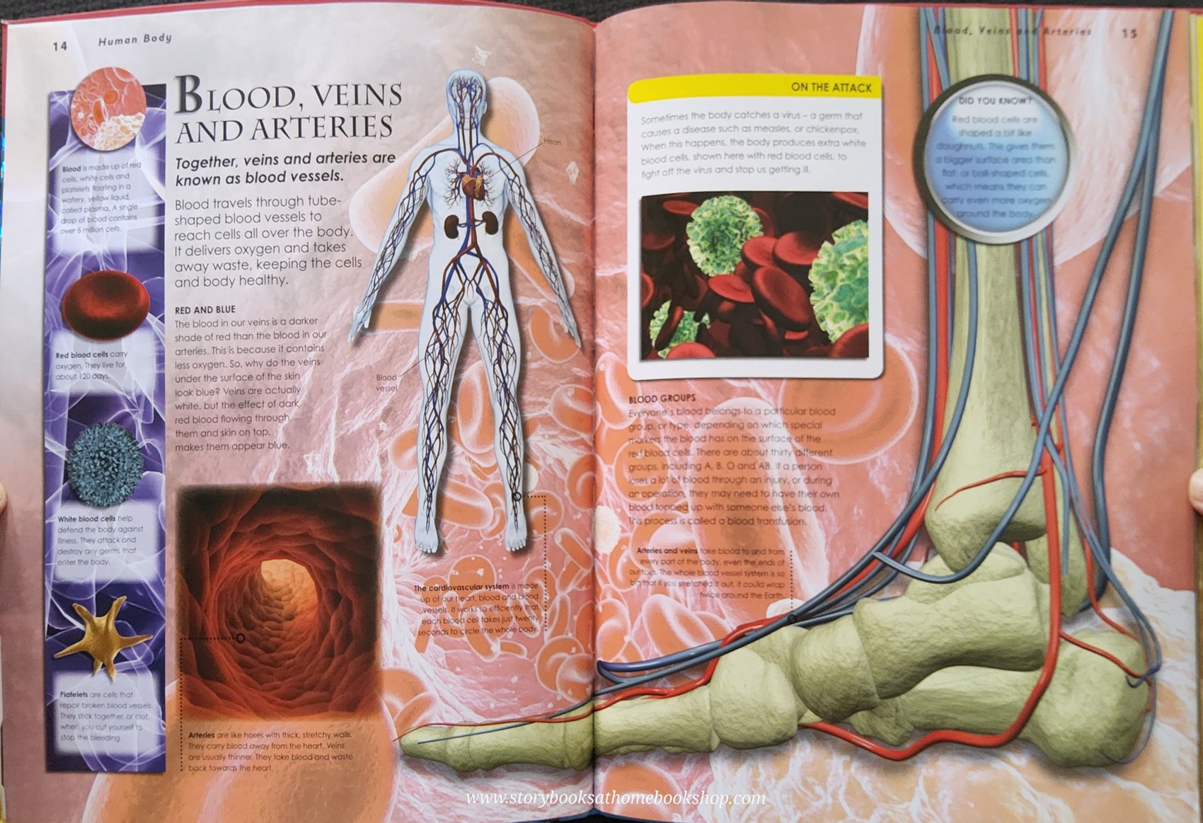 KNOWLEDGE BOOK ** 🍅🍓PRIMARY EXPLORERS: HUMAN BODY (STICKERS&GIANT POSTER)