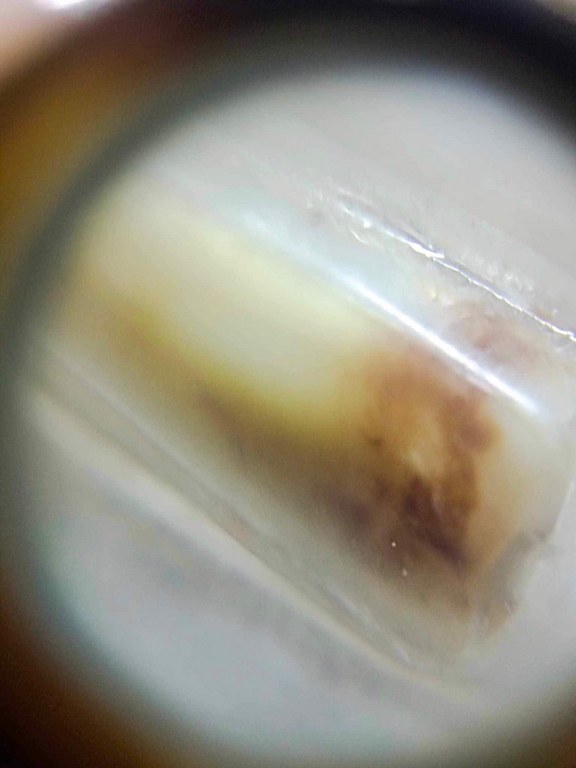 พระทันตธาตุ ครูบาสิงห็คำ วัดห้วยฮ่าง อ.แม่แตง จ.เชียงใหม่ ท่านมรณะภาพเมื่อปี 2555 อายุ 95 ปี ได้มาจากครูชาติชาย อดีตท่านเคยสอนอยู่ที่วิทยาลัยฝาง อ.ฝาง จ.เชียงใหม่ ครูชาติชาย ท่านอายุ 63 ปี เป็นคนบ้านห้วยฮ่าง ได้รับพระทันตธาตุนี้มาเมื่อปี 2551