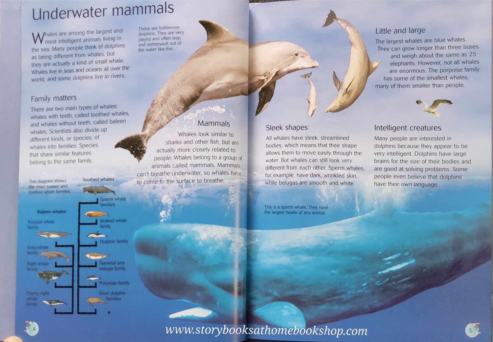 KNOWLEDGE BOOK** ♥️♥️USBORNE DISCOVERY WHALES AND DOLPHINS♥️♥️