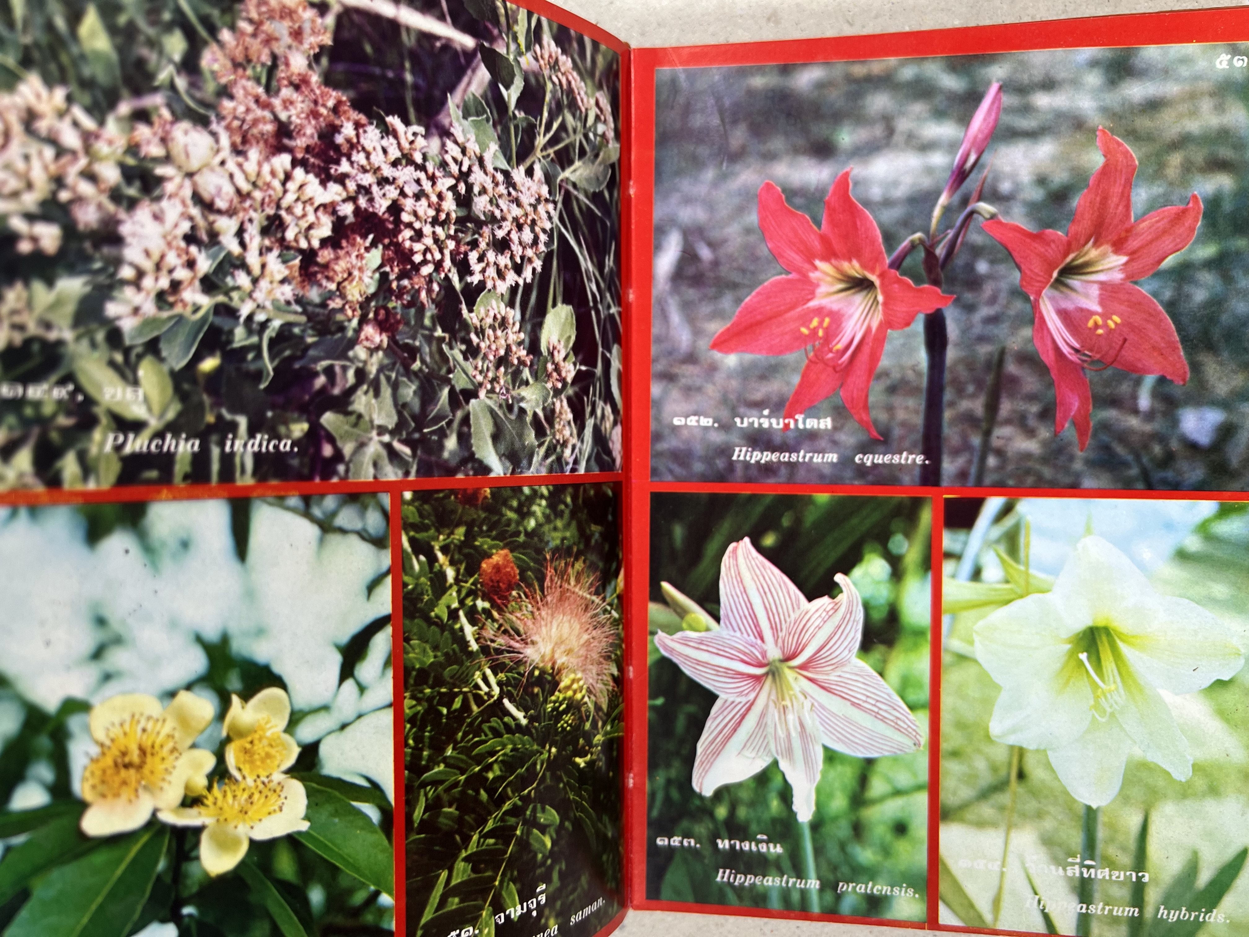 ดอกไม้เมืองไทย ชุดที่ 1-2 : คู่มือรู้จักดอกไม้โดยละเอียด พร้อมภาพสี 140 ภาพ โดย : วิชัย อภัยสุวรรณ (2 เล่มชุด).