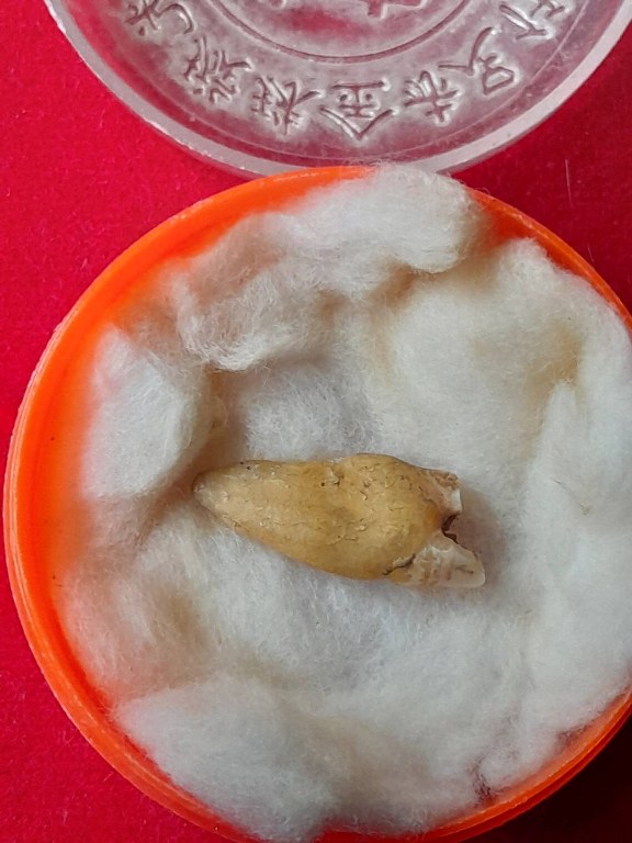 พระทันตธาตุครูบาอุ่นคำ วัดผาสุการาม จ.เชียงราย เจ้าของเดิมชื่อลุงสงวน เคยเป็นคนขับรถและเป็นศิษย์ใกล้ชิดหลวงพ่อตี๋ วัดพรหมวิหาร เคยรับใช้และสะสมวัตถุมงคลของครูบาอุ่นคำ ลุงสงวนอยู่บ้านป่าเหมือด อ.แม่สาย เสียชีวิตเมื่อวันที่ 9 มีนาคม 2558 อายุ 78 ปี