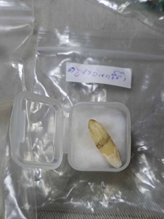 พระทันตธาตุครูบาอินทร์คำ วัดไชยสถาน อ.สารภี จ.เชียงใหม่ ได้มาจากพ่อหลวงชา ปัจจุบันอายุ 68 ปี (บันทึก พ.ศ.2566) อดีตผู้ใหญ่บ้าน ใน อ.แม่แตง จ.เชียงใหม่ พ่อหลวงชาเล่าว่าได้มาจากพ่อหนานทา อายุ 74 ปี เมื่อปี 2553