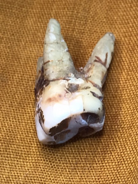 ทันตธาตุหลวงปู่ครูบาชัยยะวงศา พร้อมผ้าจีวรและพระธาตุข้าวบิณฑ์