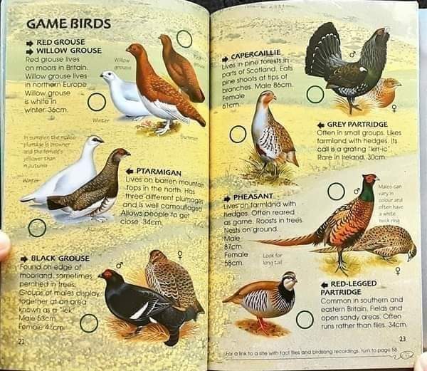 Knowledge Book ð
ð
Usborne Spotter's Guide BIRDS