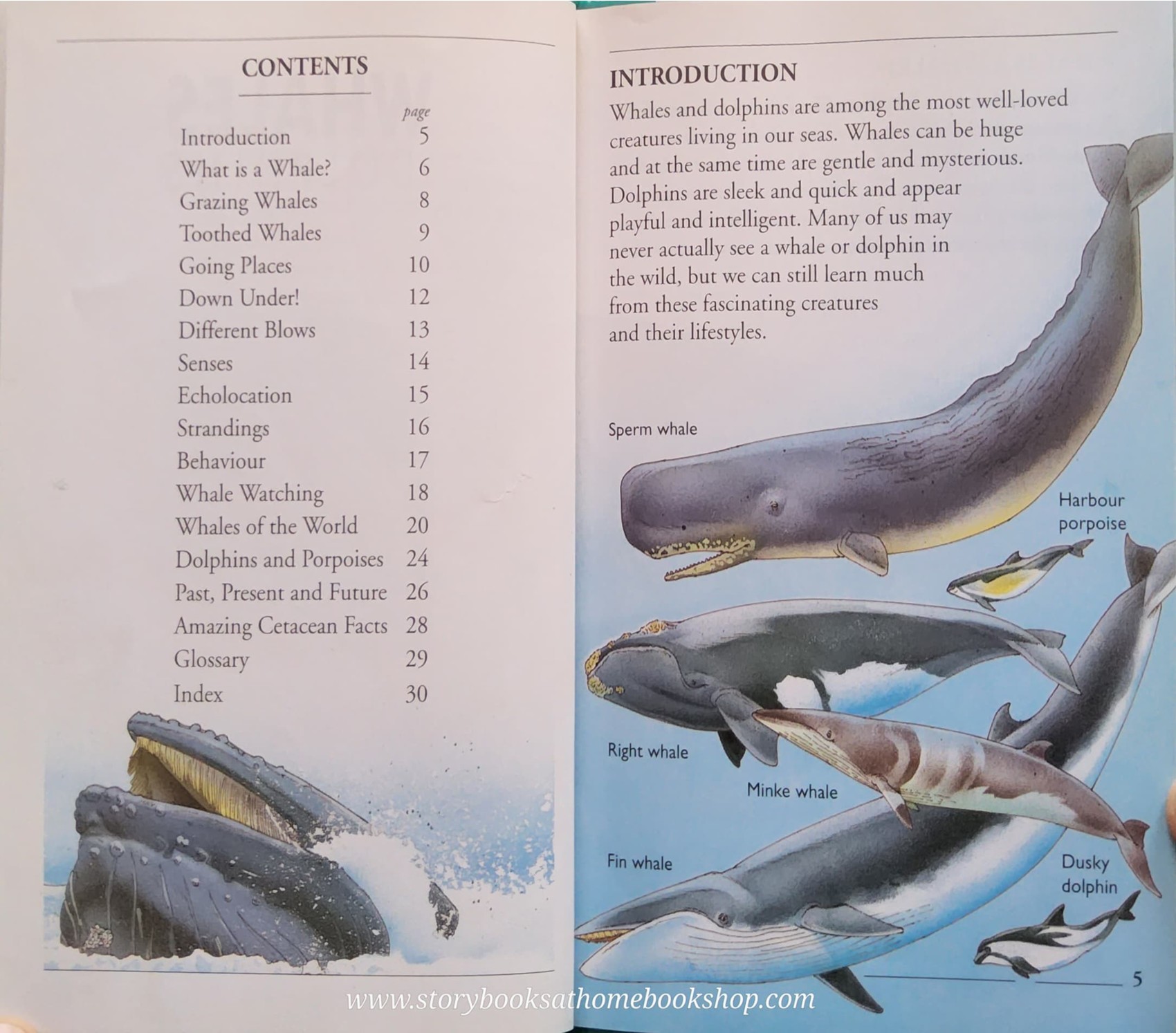 KNOWLEDGE BOOK** ♥️♥️WHALES AND DOPHINS (WITH FOLDOUT BLUE WHALE)