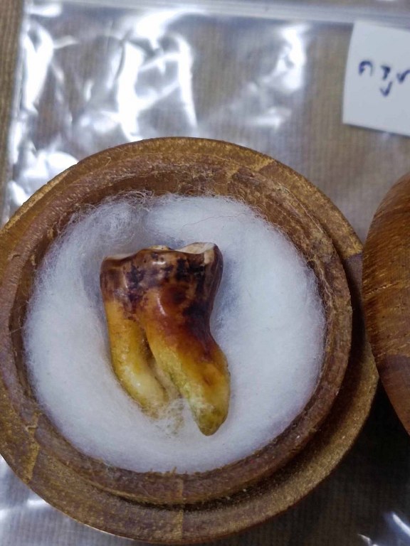 พระทันตธาตุ ครูบาใจมา วัดทุ่งจำลอง ต.แม่งอน อ.ฝาง จ.เชียงใหม่ องค์นี้ได้มาจากคุณลุงสันติ อายุ 79 ปี เป็นชาว อ.ฝาง จ.เชียงใหม่ คุณลุงสันติ เคยบวชเป็นพระ รับใช้ครูบาใจมา ตั้งแต่ปี พ.ศ. 2532-2540 ท่านสึกมาเมื่อปี 2541 มาดูสวนส้ม และดูแลคุณแม่