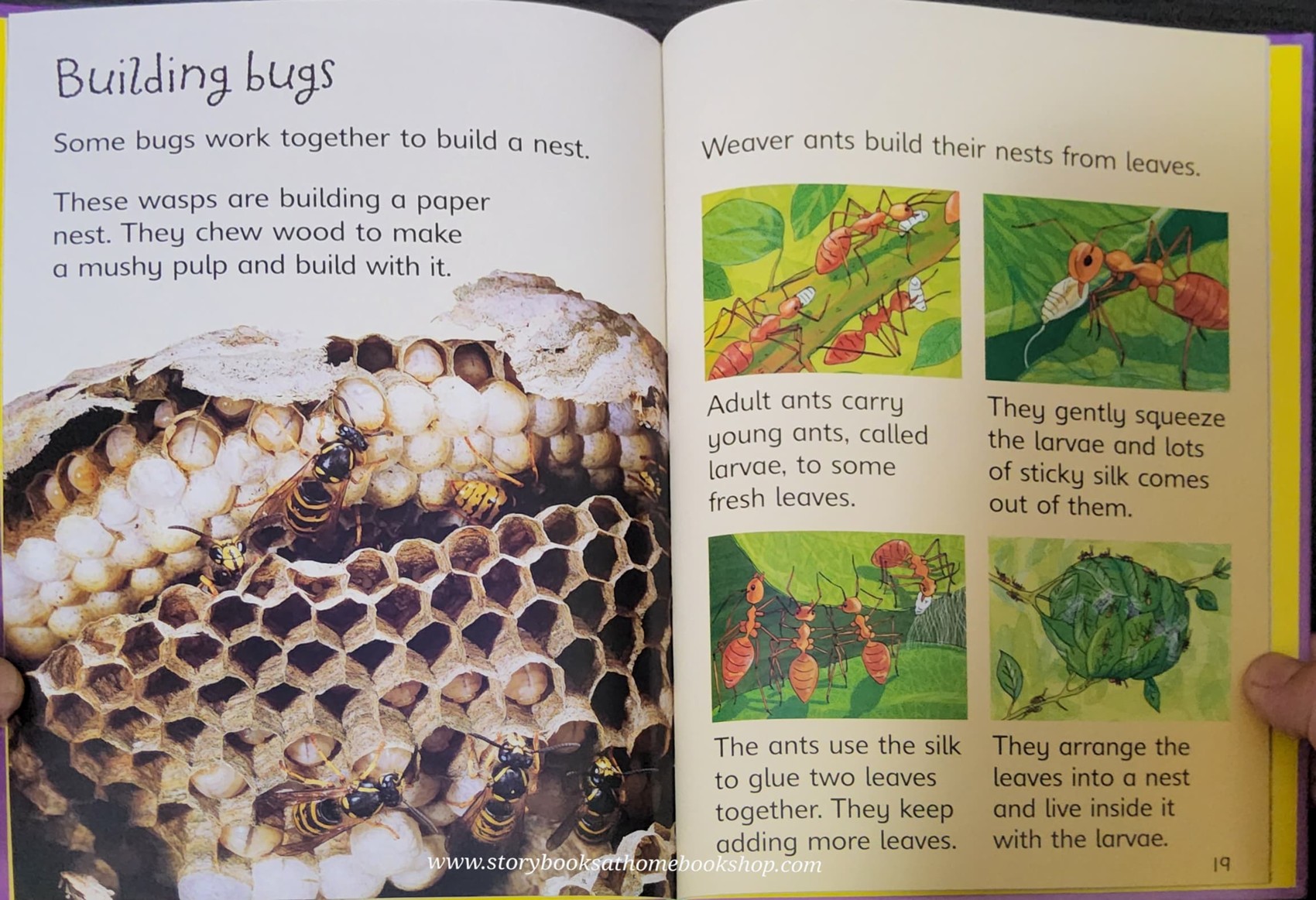 KNOWLEDGE BOOK** ♥️♥️USBORNE BUGS