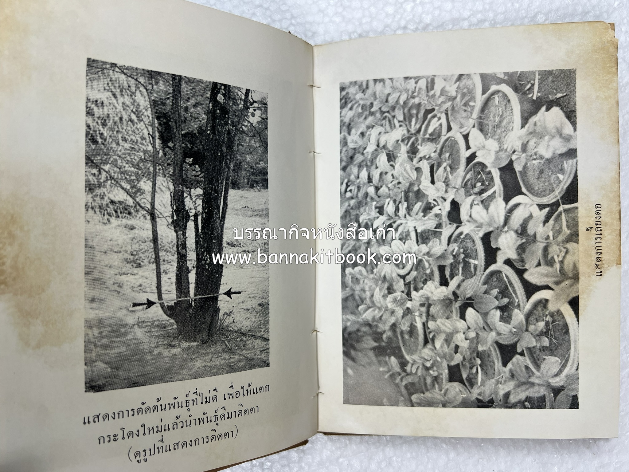 การเพาะปลูกพุทรา ตำราชุดเกษตรกรรม ของ หลวงบุเรศบำรุงการ.