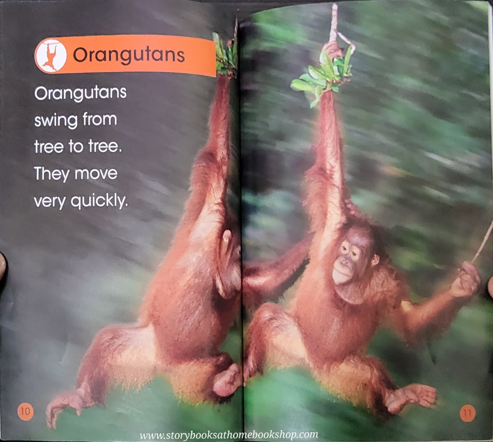 KNOWLEDGE BOOK ** 🍅🍓DK LEVEL 1 JUNGLE ANIMALS