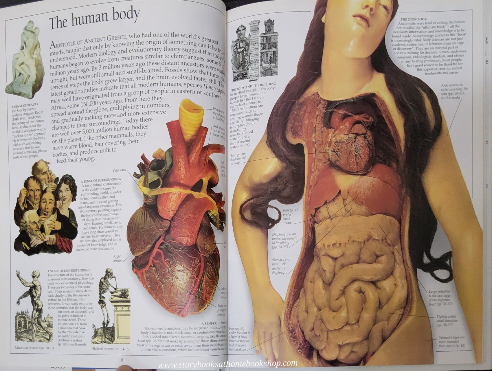 KNOWLEDGE BOOK** ♥️DK EYEWITNESS GUIDES:HUMAN BODY