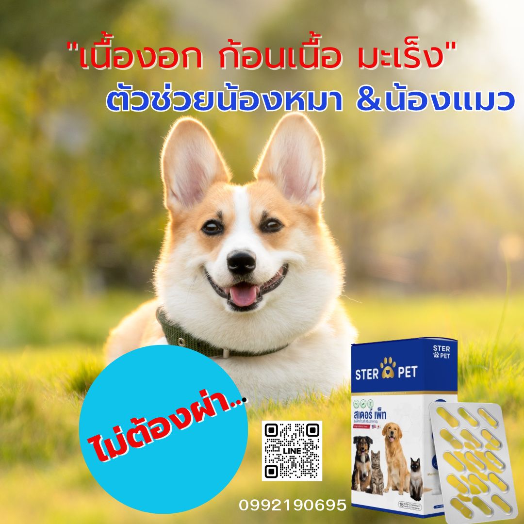 เซตแนะนำ (ชุด 1 เดือน) สเตอร์ เพ็ท Ster Pet เนื้องอกหมาแมว ก้อนเนื้อหมาแมว มะเร็งสุนัขแมว ลดอักเสบ ลดขนาดก้อนเนื้อ ซึม ไม่ร่าเริง เบื่ออาหาร น้ำหนักลด ไตวายหมาแมว แผลยุบเร็ว ( 30 แคปซูล)