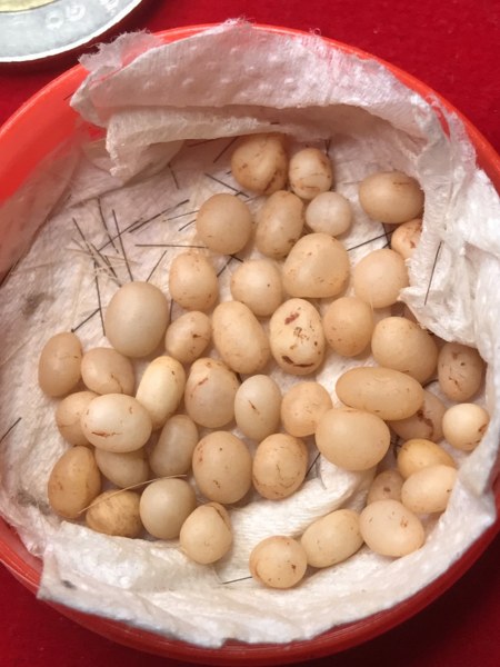 พระเกศาแลพระธาตุข้าวบิณฑ์ หลวงปู่ ครูบาชัยยะวงศา วัดพระพุทธบาทห้วยต้ม ชุดนี้ได้มาจากชาวกะเหรี่ยงรุ่นลูกละแวก วัดพระพุทธบาทห้วยต้ม เก็บมาสมัยคุณ พ่อ ตอนนี้คุณพ่อเจ้าของเดิมท่านสิ้นไป