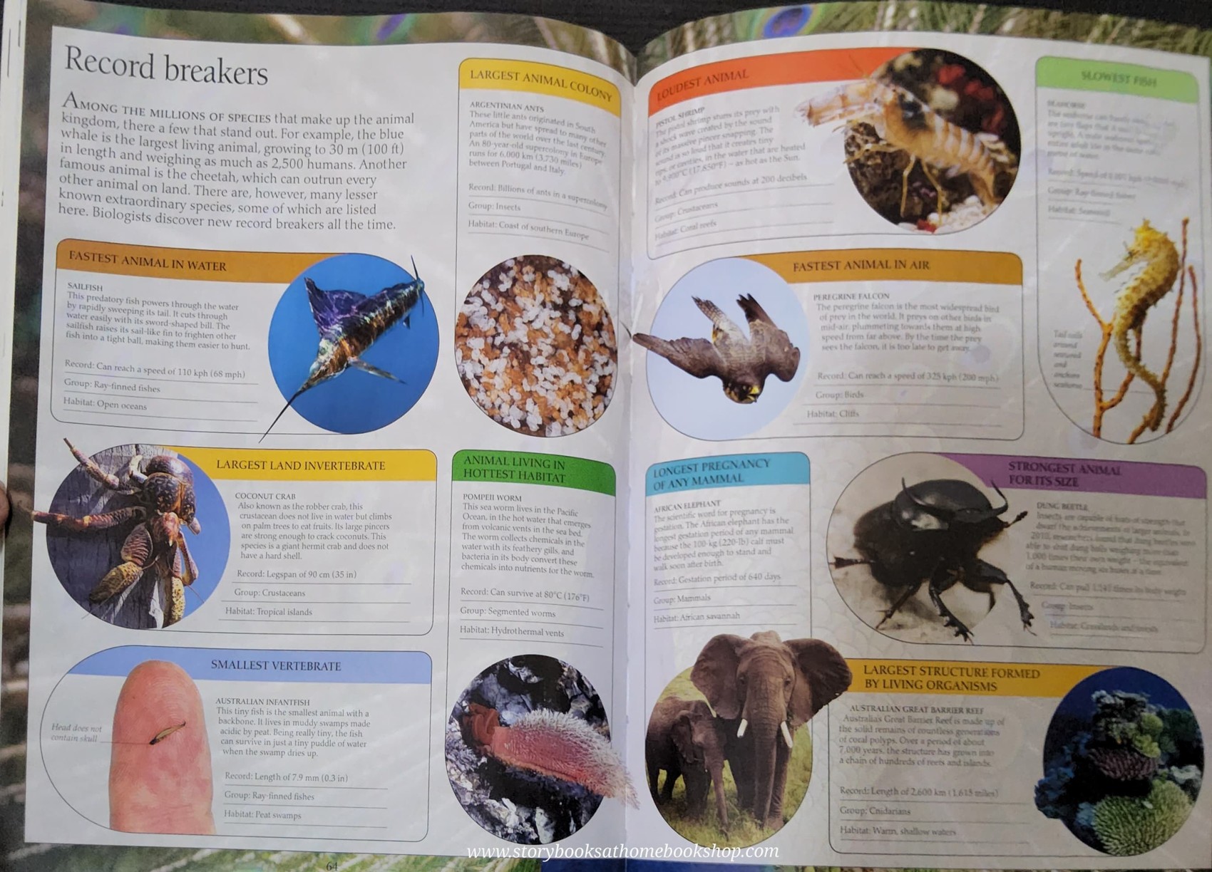 Knowledge Book** 🍅🍓DK Eyewitness ANIMAL