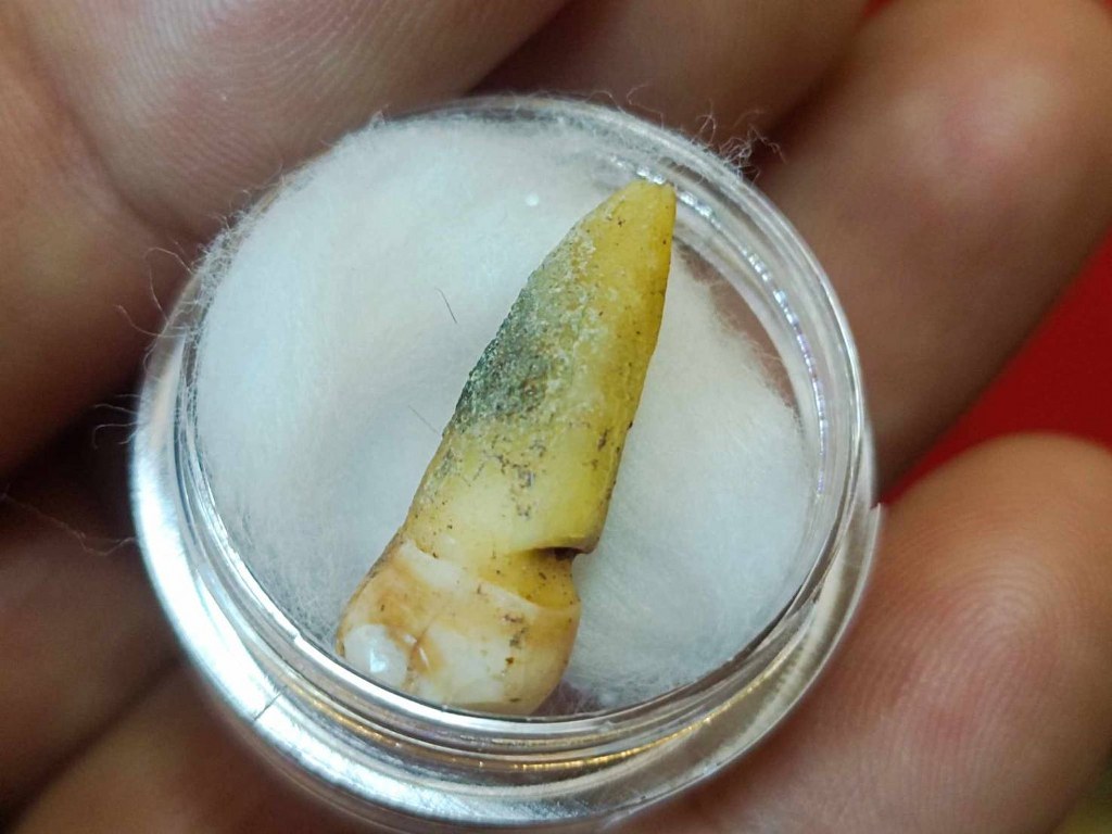 พระทันตธาตุ ครูบาคำมูล วัดศรีมงคล อ.แม่ทา จ.ลำพูน ได้มาจากปลัดประดิษฐ์ อายุ 63 ปี (บันทึก พ.ศ.2567) เคยเป็นปลัดฯ นายอำเภอ หลายพื้นที่ในจ.ลำพูน ปัจจุบันนี้อาศัยอยู่ อ.ป่าซาง ปลัดท่านได้มาจากลูกศิษย์ฯ ครูบาคำมูล ชื่อคุณต้อม เมื่อปี 2550