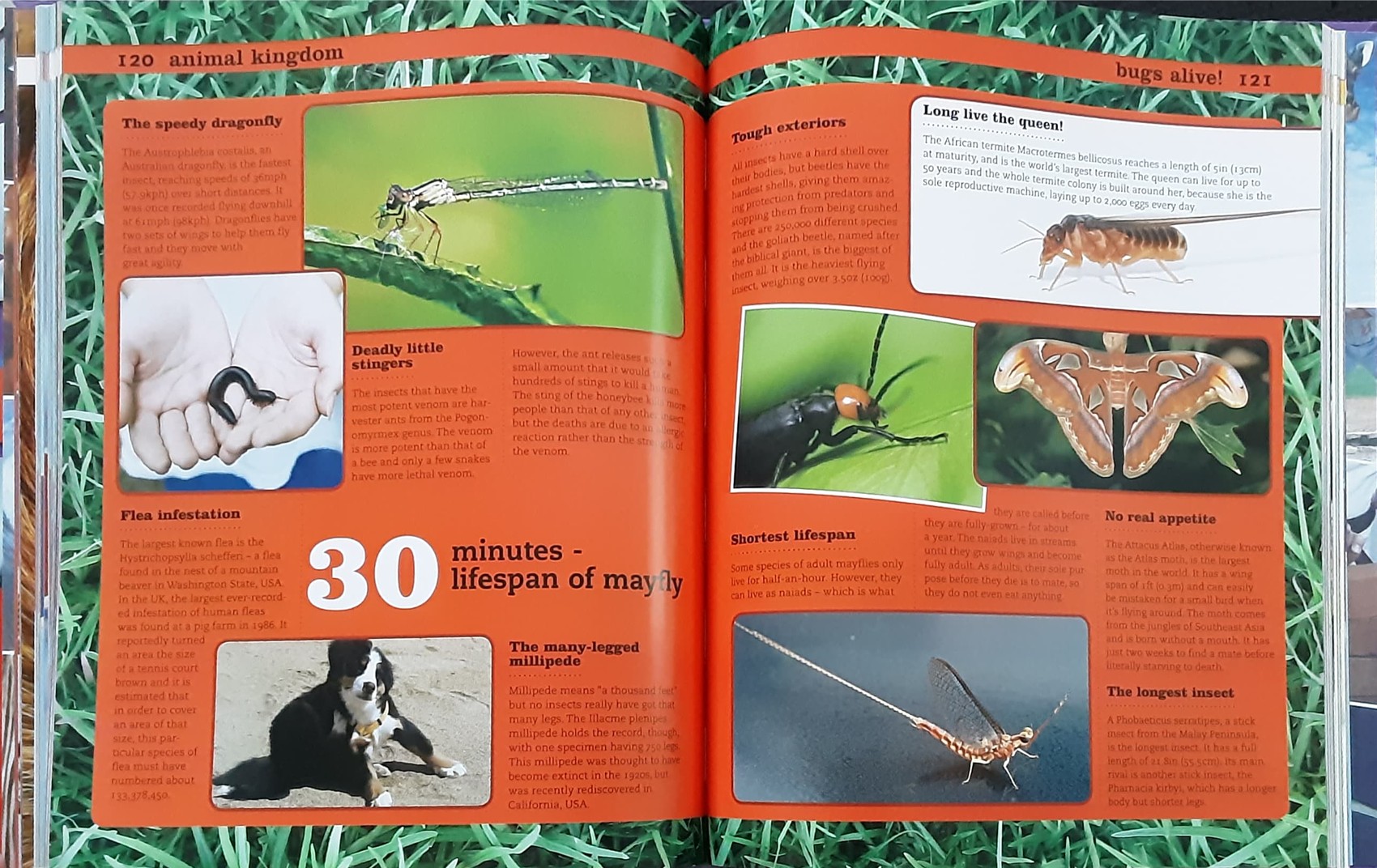 Knowledge Book** 🍅🍓AWESOME FACTS