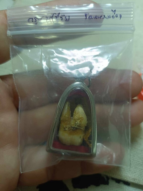 พระทันตธาตุครูบาศรีวัย วัดหนองเงือก อ.ป่าซาง จ.ลำพูน ครูบาศรีวัย ท่านมรณะภาพเมื่อปี 2556 ได้มาจากสล่าบอย อายุ 50 ปี เป็นหลานพ่อหนานแดง พ่อหนานแดงเคยรับใช้ครุบาศรีวัย พ่อหนานแดงเสียชีวิตแล้วเมื่อปี 2549 หากยังมีชีวิตอยู่ถึงปัจจุบัก็จะมีอายุ 95 ปี