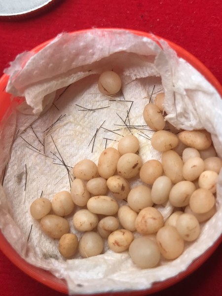 พระเกศาแลพระธาตุข้าวบิณฑ์ หลวงปู่ ครูบาชัยยะวงศา วัดพระพุทธบาทห้วยต้ม ชุดนี้ได้มาจากชาวกะเหรี่ยงรุ่นลูกละแวก วัดพระพุทธบาทห้วยต้ม เก็บมาสมัยคุณ พ่อ ตอนนี้คุณพ่อเจ้าของเดิมท่านสิ้นไป