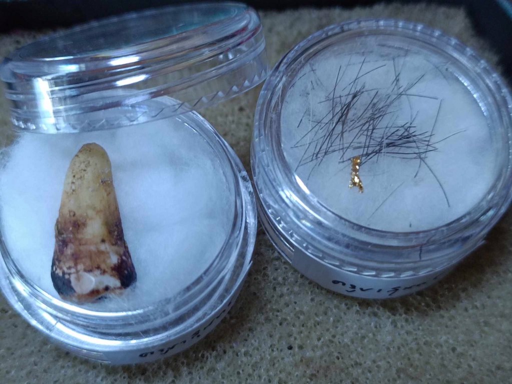 พระทันตธาตุ พระเกศา ครูบาสุนทร วัดป่าป่วย อ.บ้านโฮ่ง จ.ลำพูน เจ้าของเดิม ชื่อคำแสน อดีตผู้ใหญ่บ้าน บ้านสันตับเต่า อ.บ้านโฮ่ง จ.ลำพูน บ้านลุงคำแสนอยู่ห่างจากวัดไม่มาก อายุ 74 ปี (บันทึก พ.ศ. 2567) ท่านจำได้แต่ว่าได้มาหลายสิบปีแล้ว แต่จำ พ.ศ.ไม่ได้