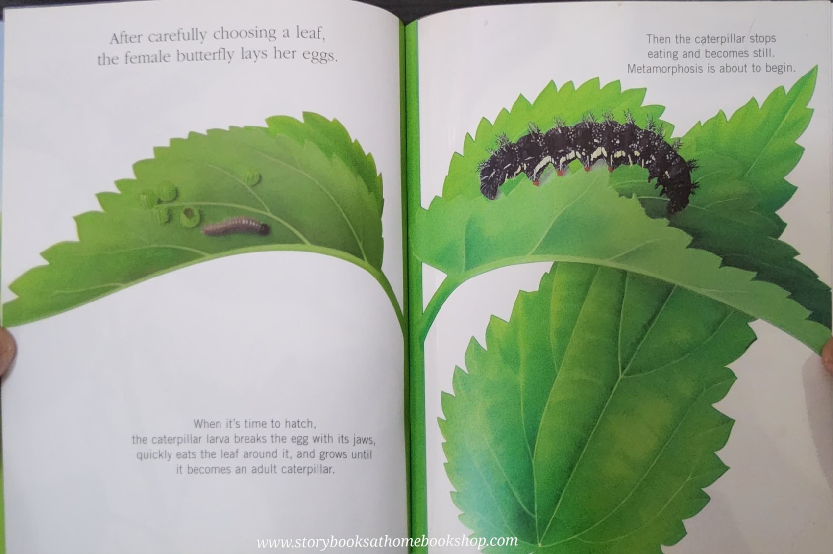 KNOWLEDGE BOOK WITH FEATURES TRANSPARENT PAGES** ð
ðBUTTERFLIES A FIRST DISCOVERY BOOK