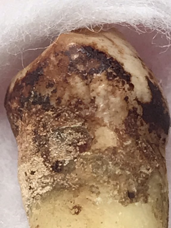 พระทันตธาตุ ครูบากันทา วัดวังจำปา อ.จอมทอง จ.เชียงใหม่ ได้มาจากลุงประสิทธิ์ อดีตนายอำเภอ เวียงหนองล่อง อายุ 74 ปี (บันทึกปี 2566) เล่าว่าได้มา จากพ่ออุดม อายุ 80 ปี ปัจจุบันเสียชีวิตแล้ว โดยได้มาจากอดีตรองเจ้าอาวาสวัดวังจำปา ในขณะนั้นประมาณปี 2537