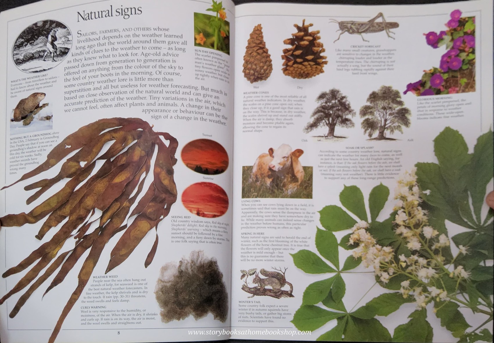 KNOWLEDGE BOOK** ♥️♥️DK EYEWITNESS WEATHER