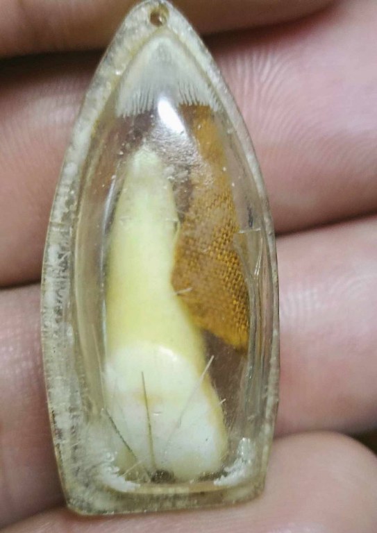 พระทันตธาตุ ครูบาปัญญา วัดนาคตหลวง อ.แม่ทะ จ.ลำปาง ได้มาจากคุณลุงประเสริฐ อายุ 82 ปี ท่านเคยเป็นครูสอนและย้ายโรงเรียนหลายที่ในจังหวัดลำปาง ท่านเป็นศิษย์ครูบาปัญญา ตั้งแต่ปี 2535 จนครูบาปัญญามรณะภาพ คุณลุงประเสริฐได้รับพระ่ทันตธาตุมาเมื่อปี 2537