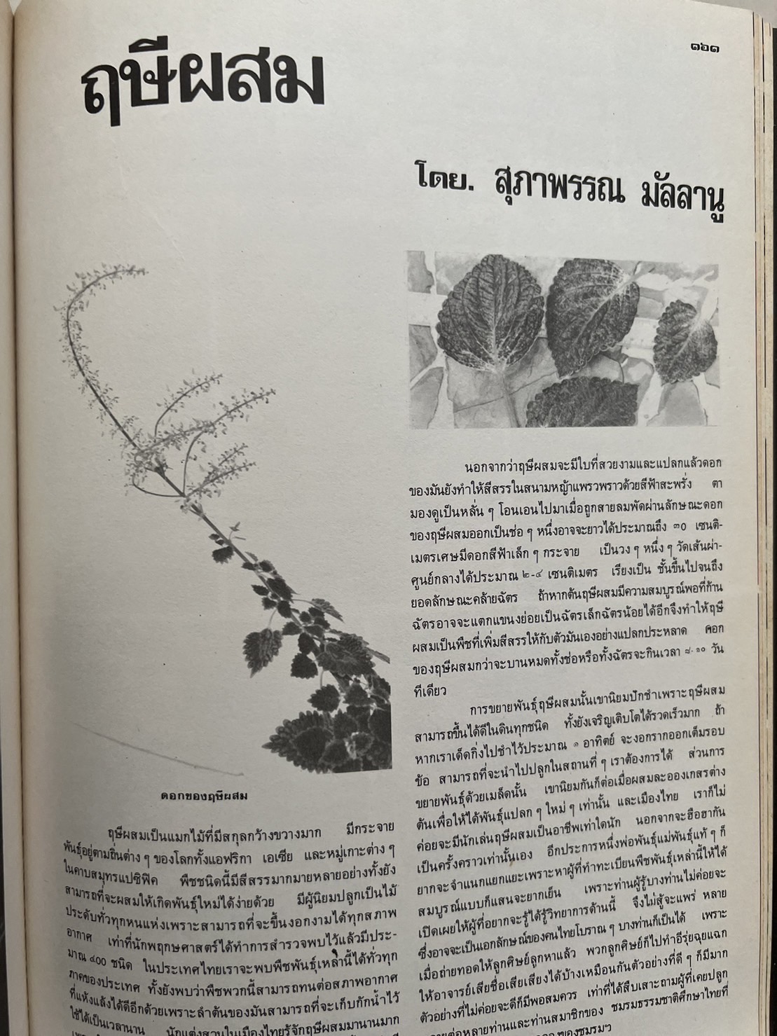 ธรรมชาติศึกษา : ฉบับแนะนำไม้ใบ-ไม้ประดับของไทยและเทศ (ชุดที่ 1 เล่มที่ 2 ลำดับที่ 2 ปี 2521).