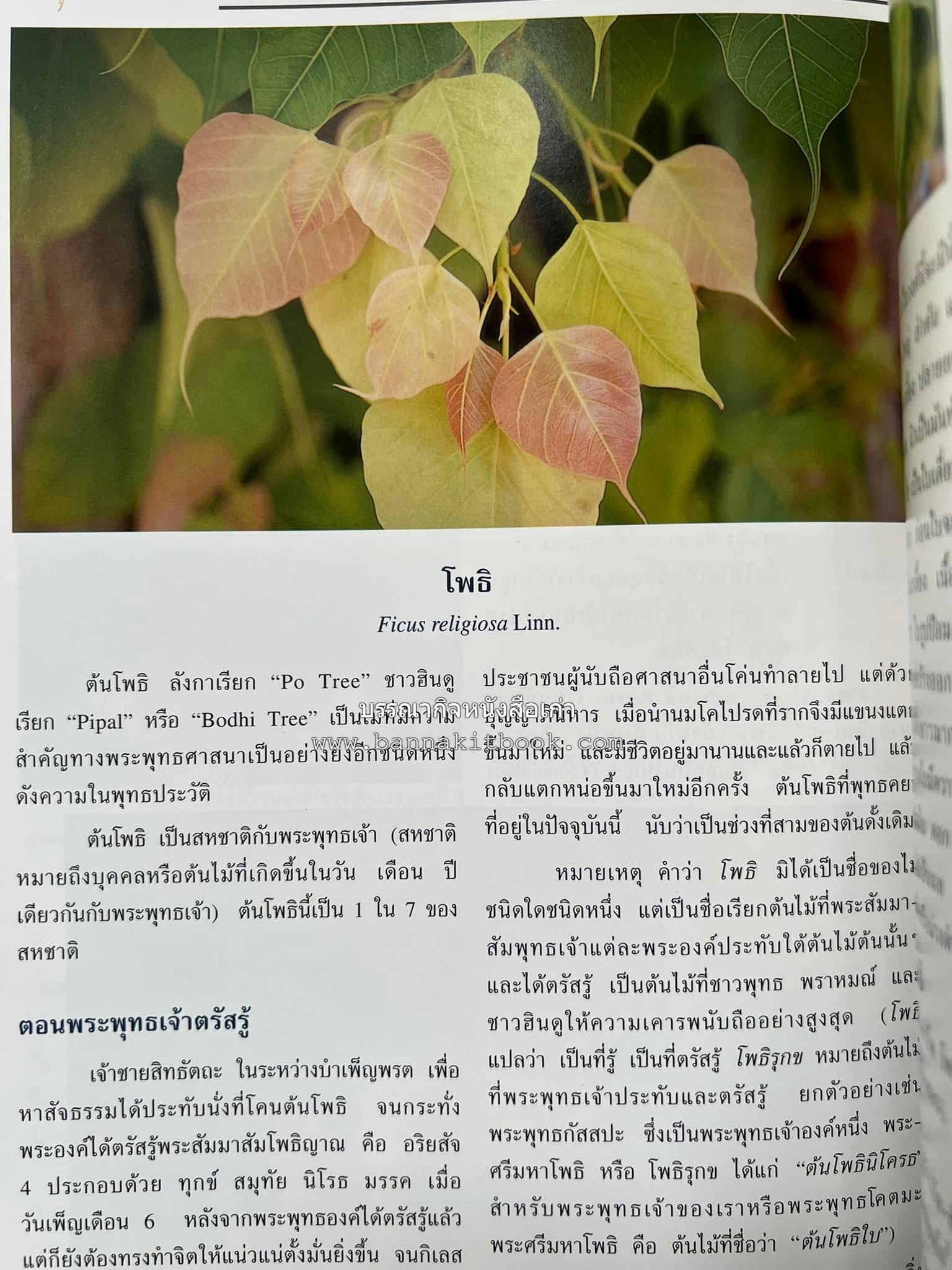 ไม้พุทธประวัติ โดย : ศาสตราจารย์กิตติคุณ ดร.พเยาว์ เหมือนวงษ์ญาติ ราชบัณฑิต ผู้เชี่ยวชาญเภสัชวิทยา และสมุนไพรไทย.