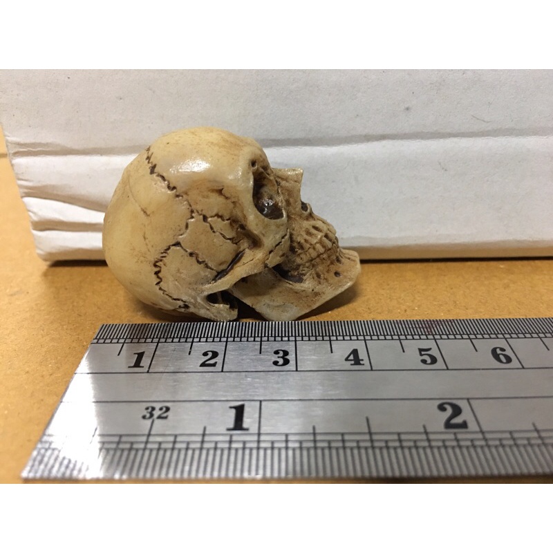 หัวกระโหลก จำลอง งานเรซิ่น ใช้ประกอบฉาก GK Resin Skeleton Skull