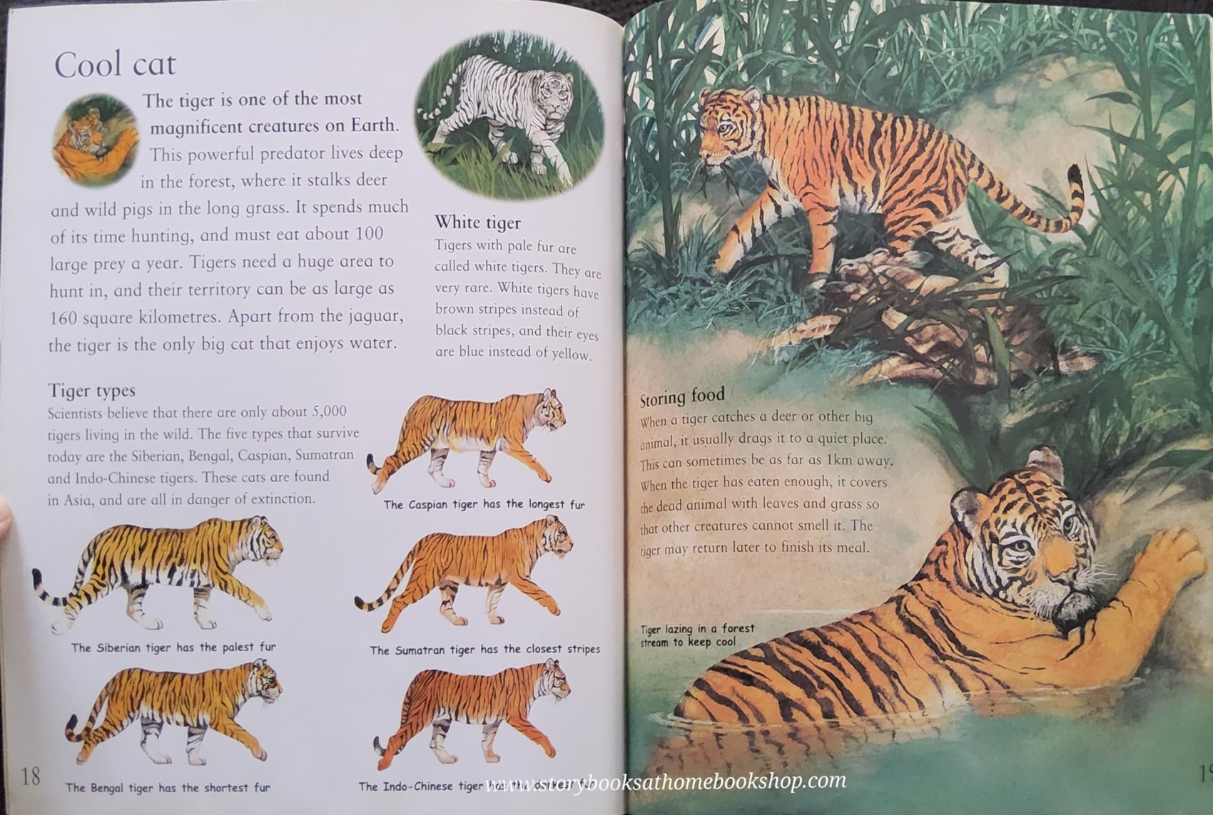 Knowledge Book ** 🍓🍓MY BEST BOOK OF BIG CATS