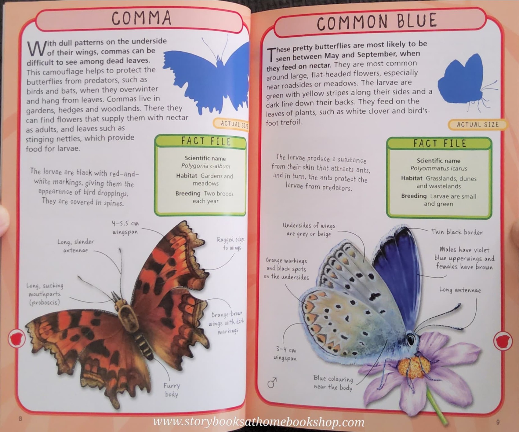 KNOWLEDGE BOOK** 🍅🍓 SPOT 50 INSECTS HOW TO IDENTIFY 50 SPECIES