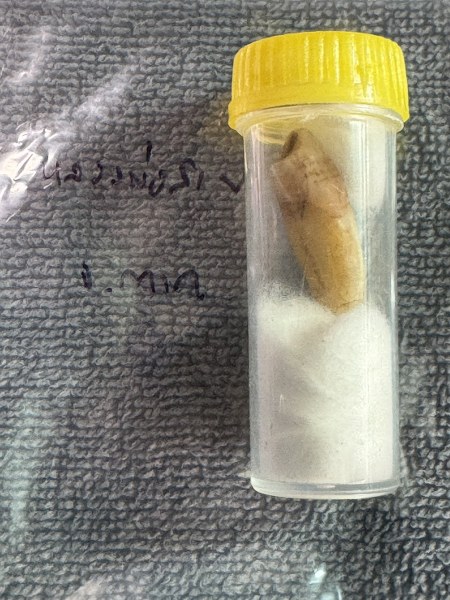 พระทันตธาตุ หลวงพ่อสาย วัดท่าไม้แดง จ.ตาก ผมได้พระทันตธาตุครูบาต่าง ๆ มาจากคุณปู่เสน่ห์ อายุ 83 ปี อดีตรับราชการครู เป็นครู และเป็น ผ.อ. ในโรงเรียนหลายจังหวัดในภาคเหนือ ปลดเกษียณมาแล้ว 23 ปี (บันทึก 2567) ปัจจุบันนี้ปู่เสน่ห์ะทำ resort จังหวัดแพร่