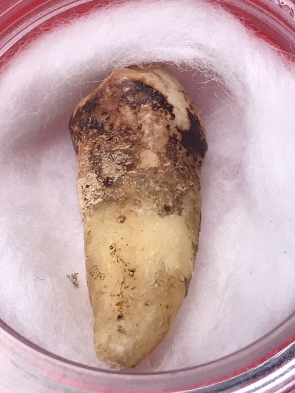 พระทันตธาตุ ครูบากันทา วัดวังจำปา อ.จอมทอง จ.เชียงใหม่ ได้มาจากลุงประสิทธิ์ อดีตนายอำเภอ เวียงหนองล่อง อายุ 74 ปี (บันทึกปี 2566) เล่าว่าได้มา จากพ่ออุดม อายุ 80 ปี ปัจจุบันเสียชีวิตแล้ว โดยได้มาจากอดีตรองเจ้าอาวาสวัดวังจำปา ในขณะนั้นประมาณปี 2537